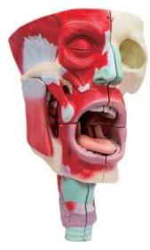 鼻、口、咽喉腔分解模型